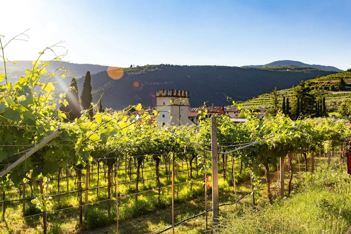 Vigneti della Valpolicella nella luce del sole